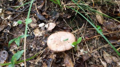 枞树菌几月份才有长在哪里 枞树菌怎么做才最好吃