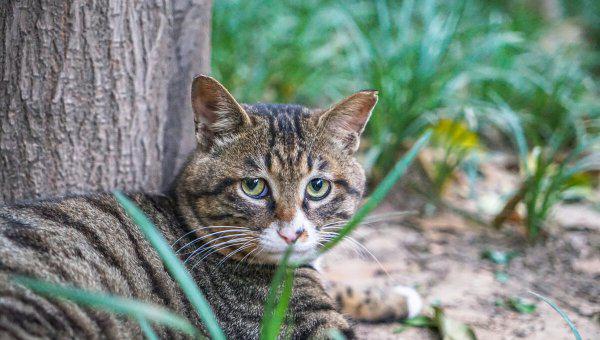 蝙蝠飞进屋里是吉是凶
