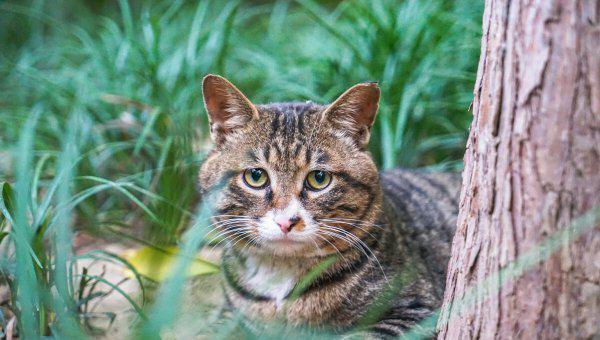 蝙蝠飞进屋里是吉是凶