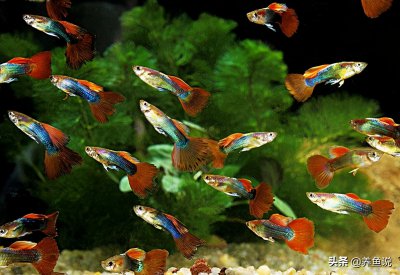 孔雀鱼吃自己的小鱼吗 如何避免孔雀鱼小鱼被吃掉