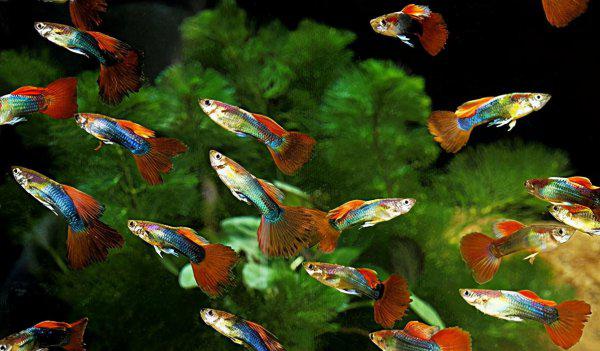 孔雀鱼吃自己的小鱼吗