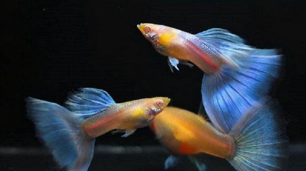 孔雀鱼吃自己的小鱼吗