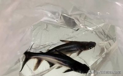 蓝鲨鱼能长多大 家养的蓝鲨最大能长到多少厘米