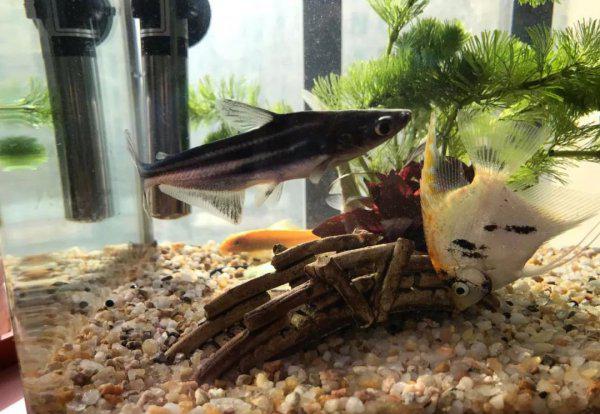 蓝鲨鱼能长多大