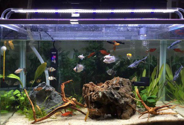 蓝鲨鱼能长多大