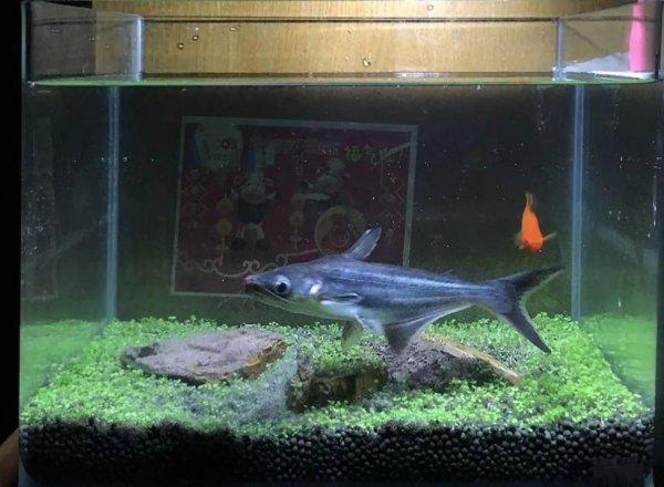 蓝鲨鱼能长多大