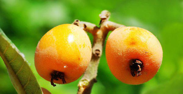 枇杷什么时候成熟采摘