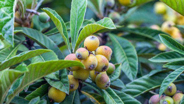 枇杷什么时候成熟采摘