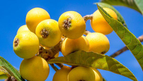 枇杷什么时候成熟采摘