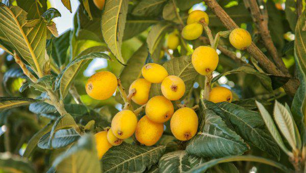 枇杷什么时候成熟采摘