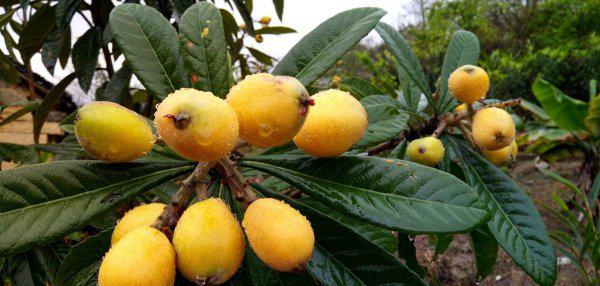 枇杷什么时候成熟采摘