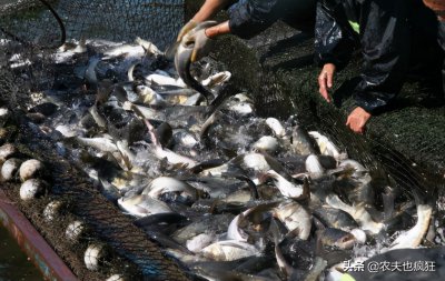 什么鱼吃鱼粪便 喜欢吃粪便的鲶鱼还能放心食用吗