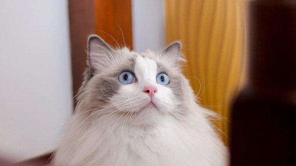 布偶猫怎么养越来越好看