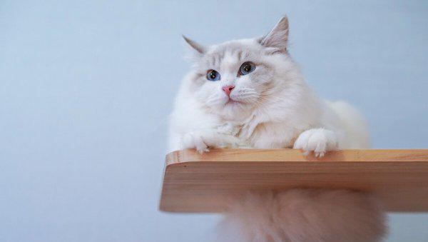 布偶猫怎么养越来越好看