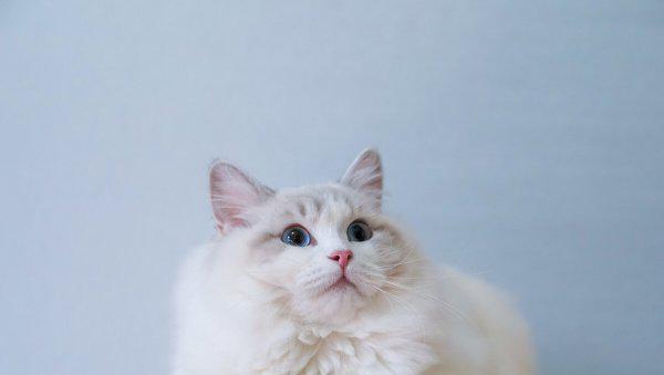 布偶猫怎么养越来越好看