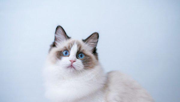 布偶猫怎么养越来越好看