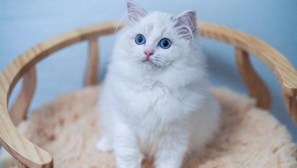 布偶猫怎么养越来越好看