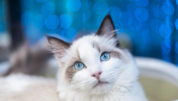 布偶猫怎么养越来越好看