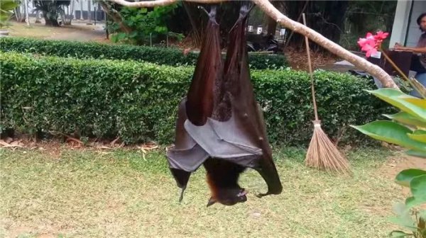 蝙蝠是益虫还是害虫