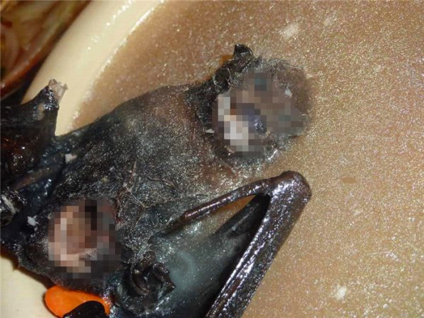 蝙蝠是益虫还是害虫