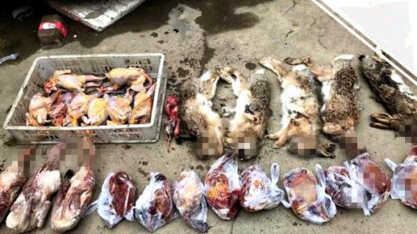 蝙蝠是益虫还是害虫