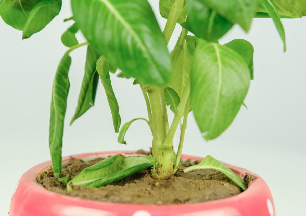 隔夜茶水可以浇花不