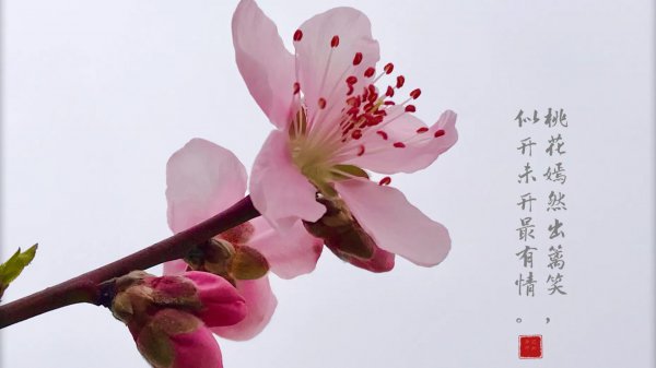 桃花寓意及含义