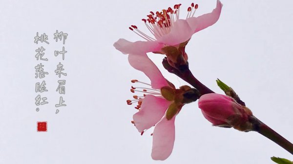 桃花寓意及含义