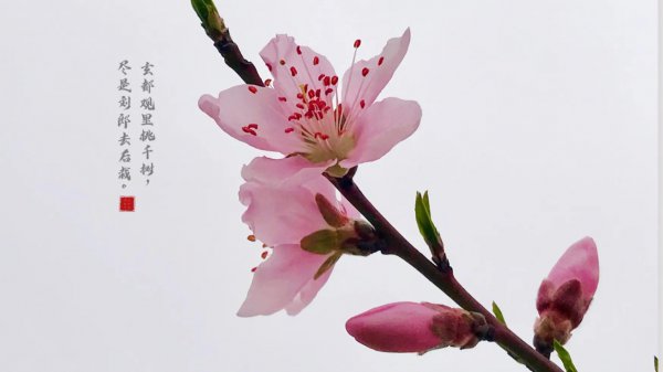 桃花寓意及含义