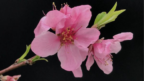 桃花寓意及含义