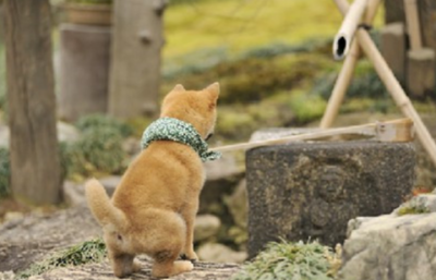 给狗狗催尿最快速方法 如何解决狗狗不愿意排尿的问题