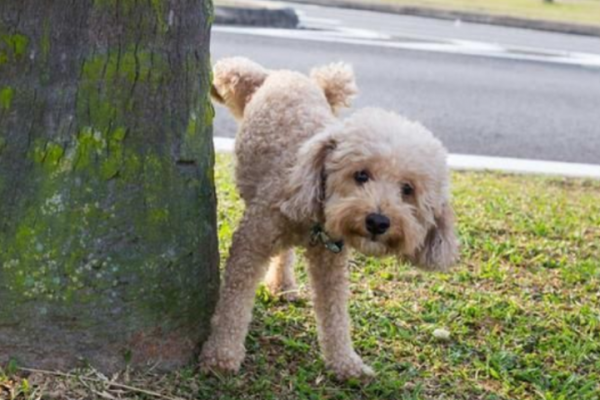 给狗狗催尿最快速方法