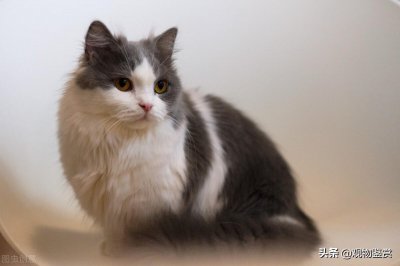 拿破仑猫的优点和缺点 拿破仑猫性格建议养吗