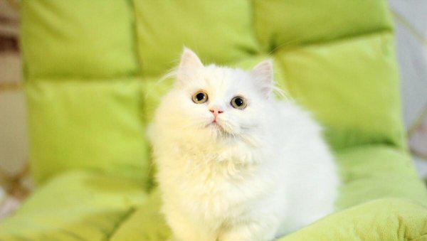 拿破仑猫的优点和缺点