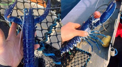 最贵的海鲜有哪些 普通人吃不起的六种昂贵海鲜品种