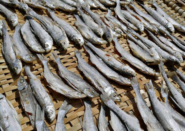 翘嘴鱼是什么鱼