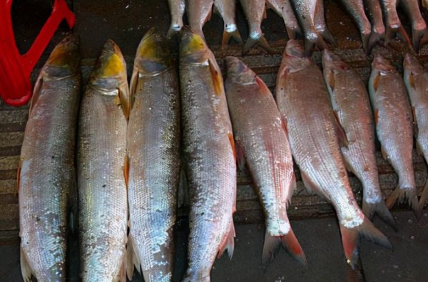 翘嘴鱼是什么鱼