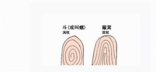 手指斗和簸箕代表什么意思