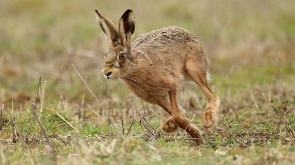跑得最快的动物前十名