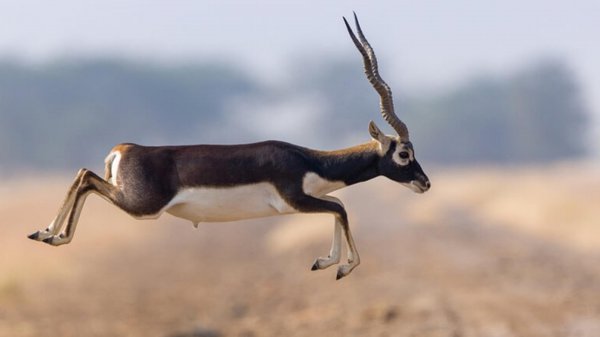 跑得最快的动物前十名