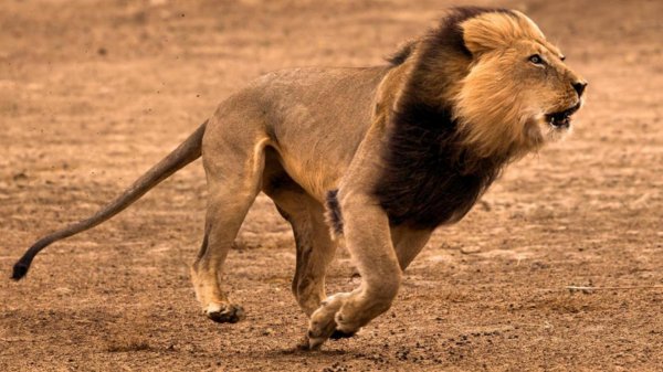 跑得最快的动物前十名