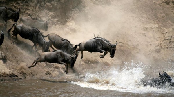 跑得最快的动物前十名