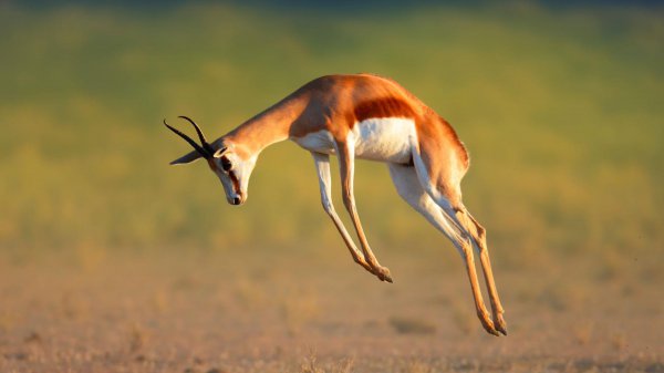 跑得最快的动物前十名