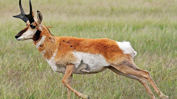 跑得最快的动物前十名