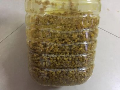 自制打窝料野钓鲫鱼 野钓鲫鱼打窝料配方大全介绍