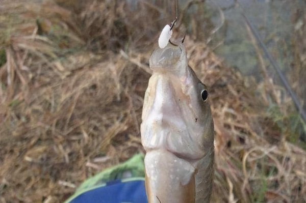 自制打窝料野钓鲫鱼