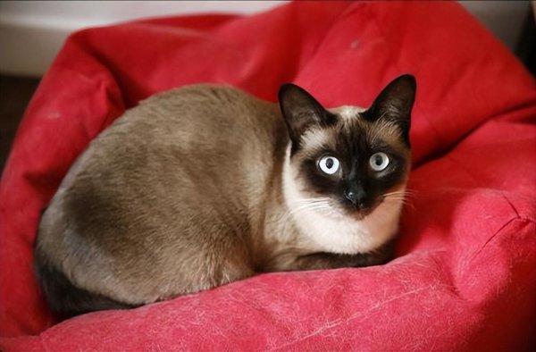 暹罗猫怎么看纯不纯