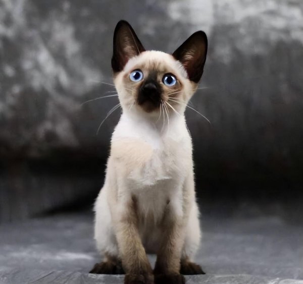 暹罗猫怎么看纯不纯