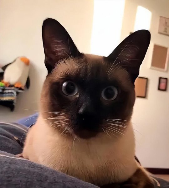 暹罗猫怎么看纯不纯