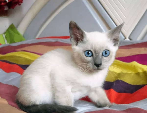 暹罗猫怎么看纯不纯